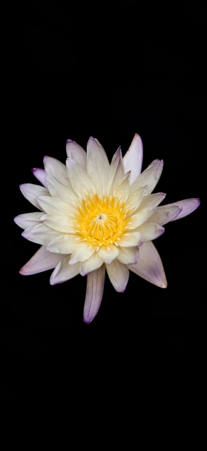 White and Purple Water Lily