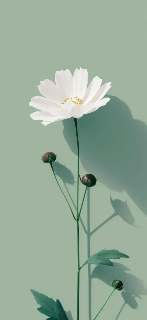 White Cosmos Flower and Buds