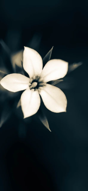 White Flower Bloom Closeup
