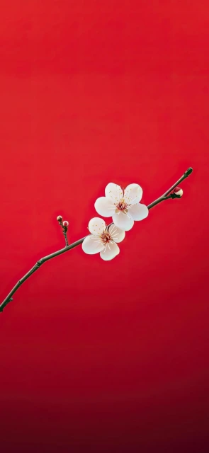 White Flowers on Red Background