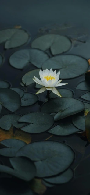 White Water Lily Flower