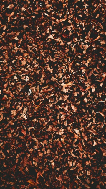 Autumn Leave