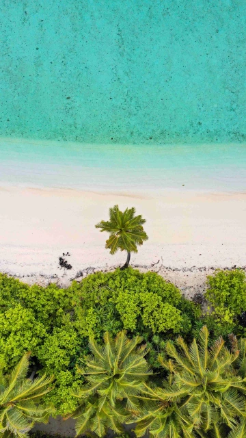 Beach Palm Trees Aerial View