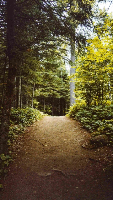 Beautiful Way Between Trees