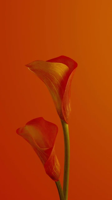 Calla Lilies Flower Red 4K