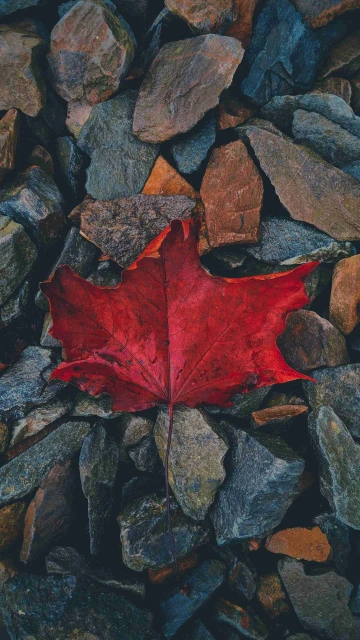 Canadian Flower 4K