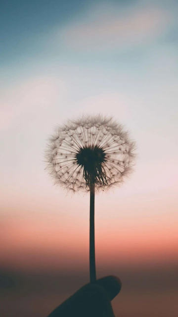 Dandelions Flower 4K
