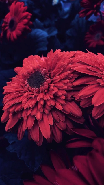 Dark Red Flowers 4K