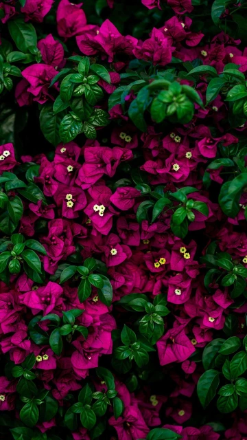 Flowers 4K