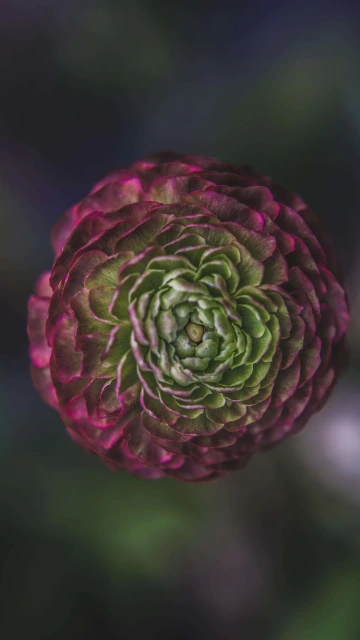 Green & Red Flower 4K