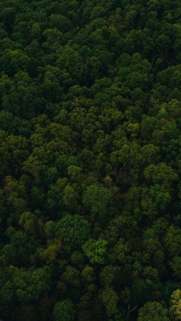 Greenery 4K