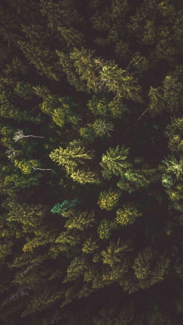Greenery Of Trees 4K