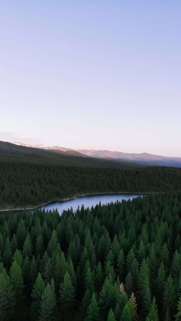 HD Greenery Of Trees 4K