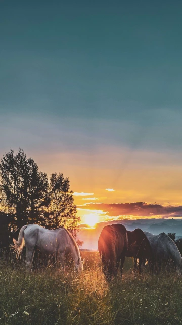 Horses With Sunset 4K