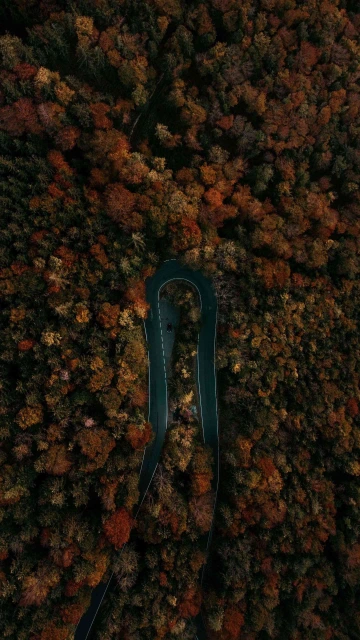 Jungle Trees Road Drone View 4K