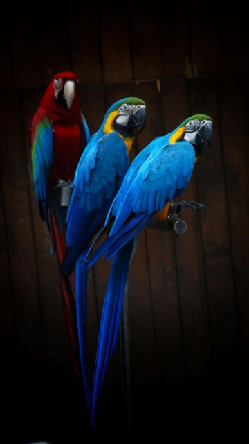 Macaw Birds 4K