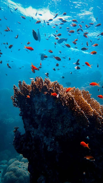 Marine Life 4K