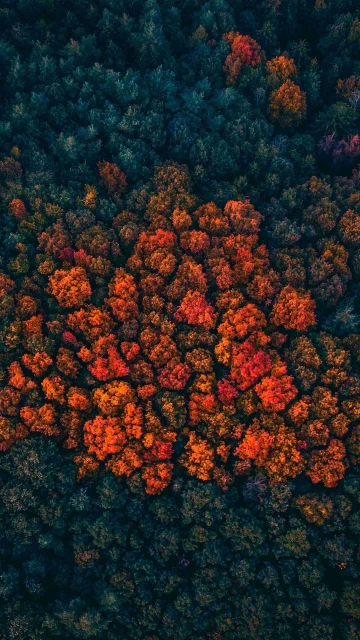 Morning View Of Trees 4K