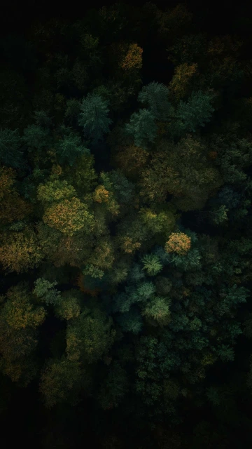 Natural Greenery Of Trees 4K
