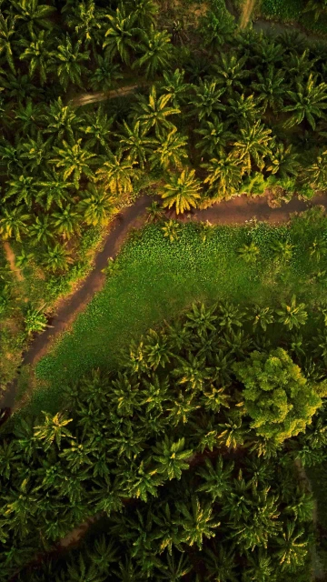 Park Drone View 4K