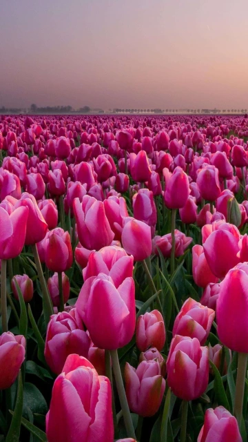 Pink Flower 4K