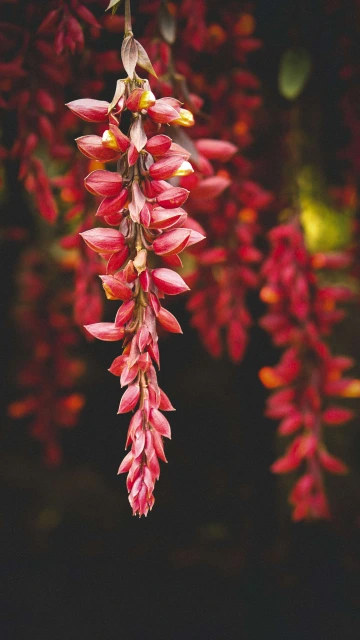 Pink Leaves 4K