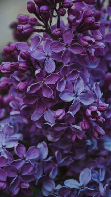 Purple Flowers 4K