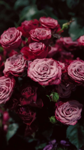 Red And Pink Flowers 4K