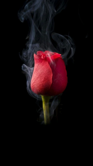 Red Rose Smoking