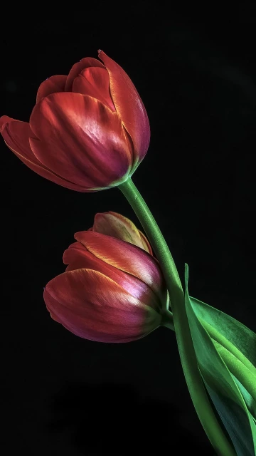 Red Tulips on Black Background