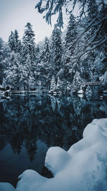 Reflection Of Sonwy Trees In Water 4K