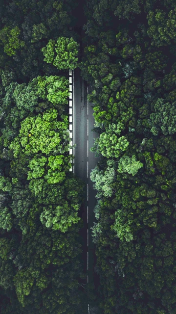 Road Between Beautifull Trees 4K
