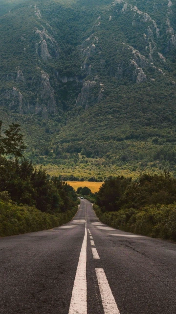 Road Between Trees 4K