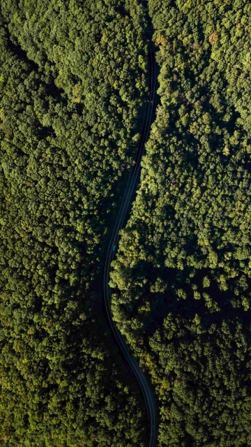 Road In Jungle 4K