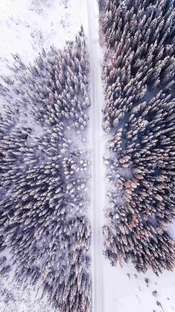 Snow Trees Drone View 4K