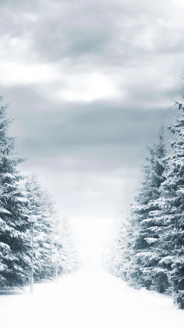 Snowy Trees 4K