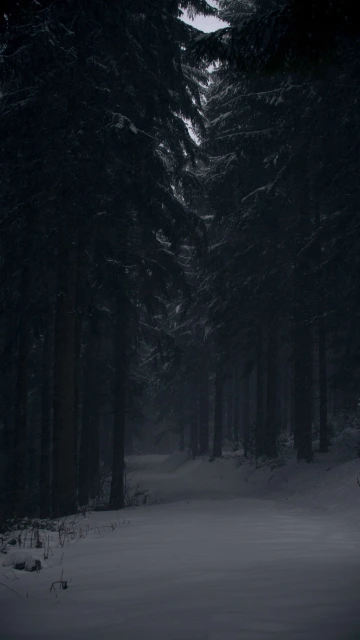 Snowy Way Between Trees 4K