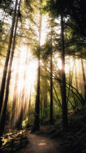 Sun Rays Passing Through Trees 4K