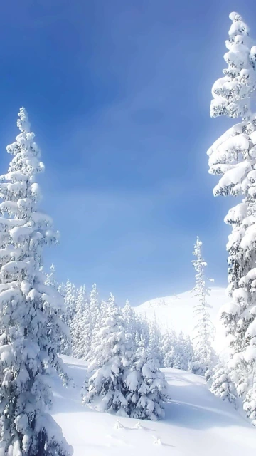 Trees Covered In Snow 4K