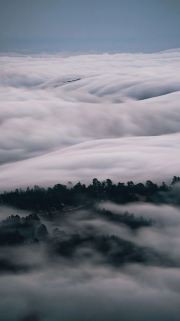 Trees Fog Clouds 4K