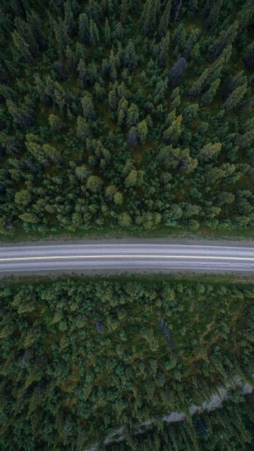 Trees Road Drone View 4K