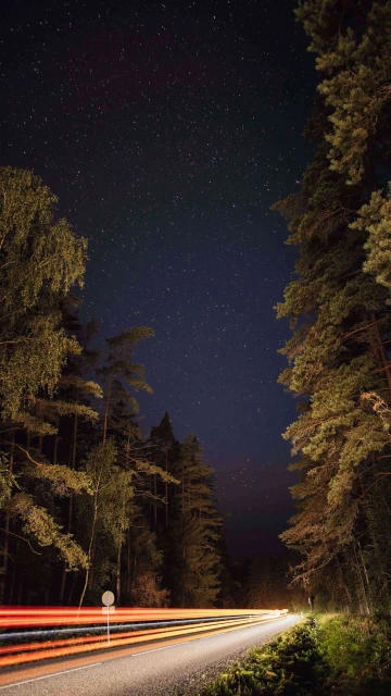 Trees Road Lines 4K