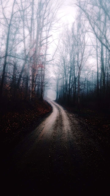 Way Between Trees 4K