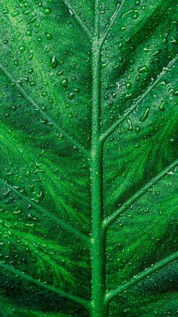 Wet Leave 4K