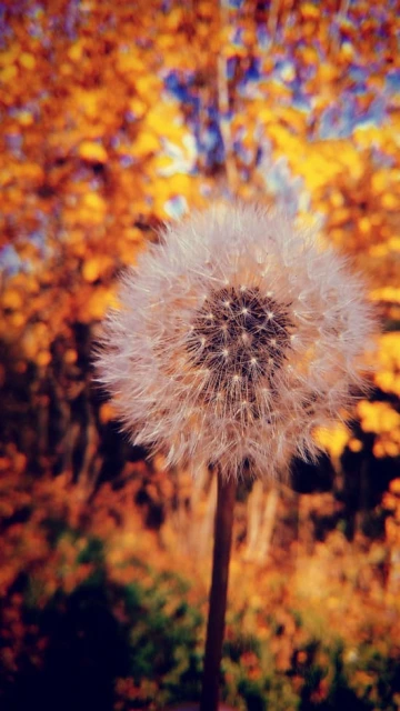 White Flower 4K