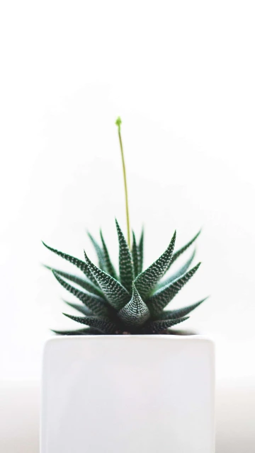 White Green Plant 4K