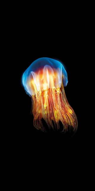 Bioluminescent Jellyfish