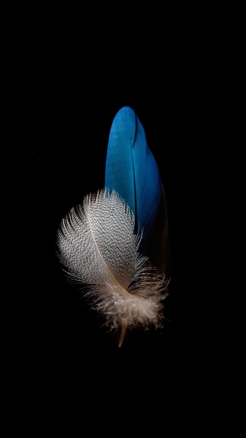 Blue and White Feathers