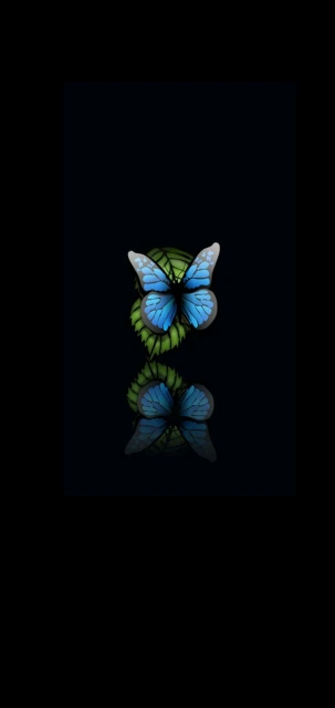 Blue Butterfly on Leaf