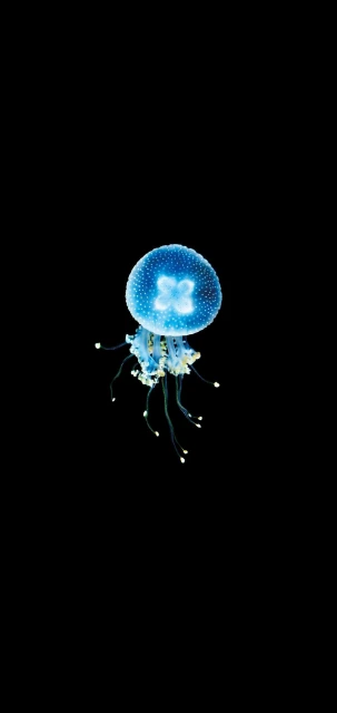 Blue Jellyfish Wallpaper